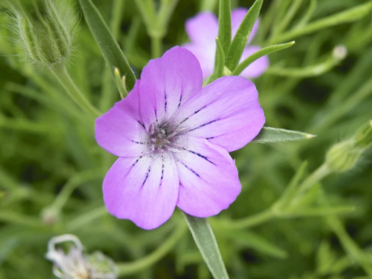 some purple flowers growing next to some green grass