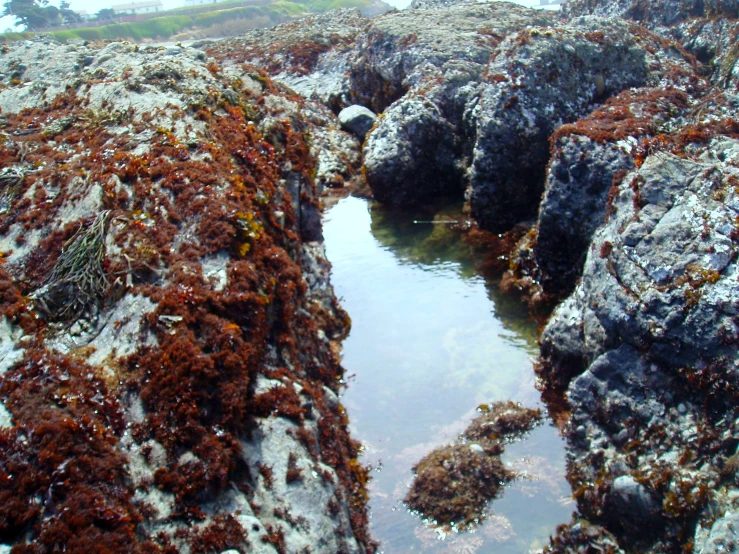 a water hole surrounded by red rocks covered in algae