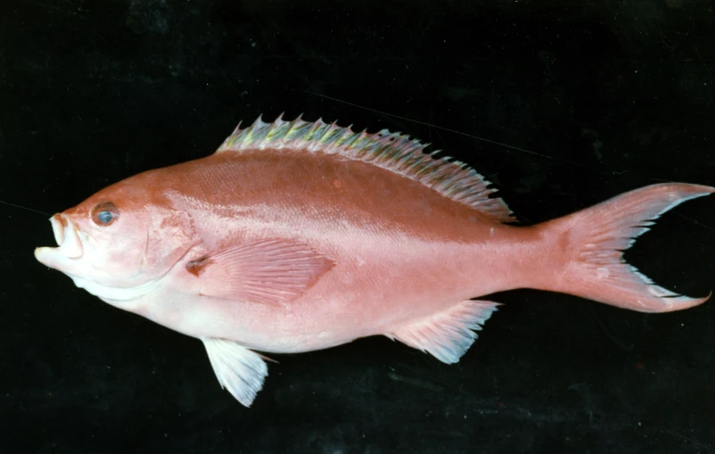 a fish with long, white legs and a long neck