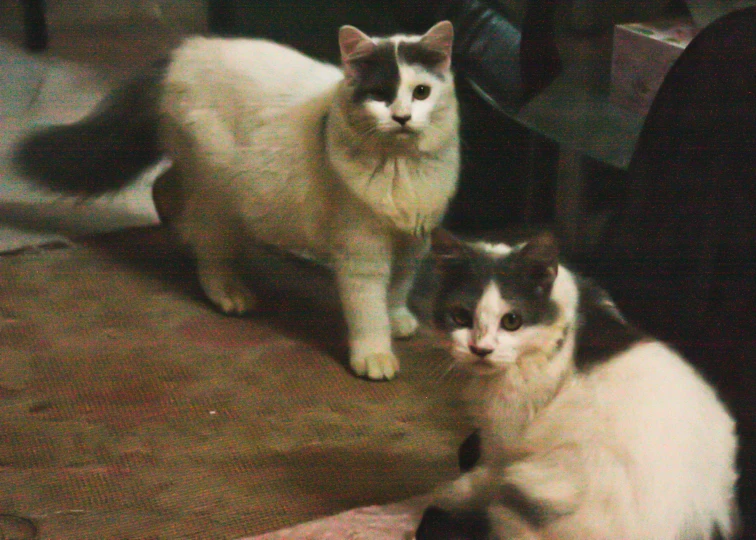 two cats sit on the floor and one is licking its head