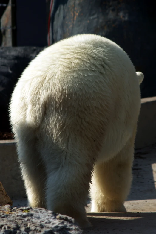 a polar bear looking for some food to eat
