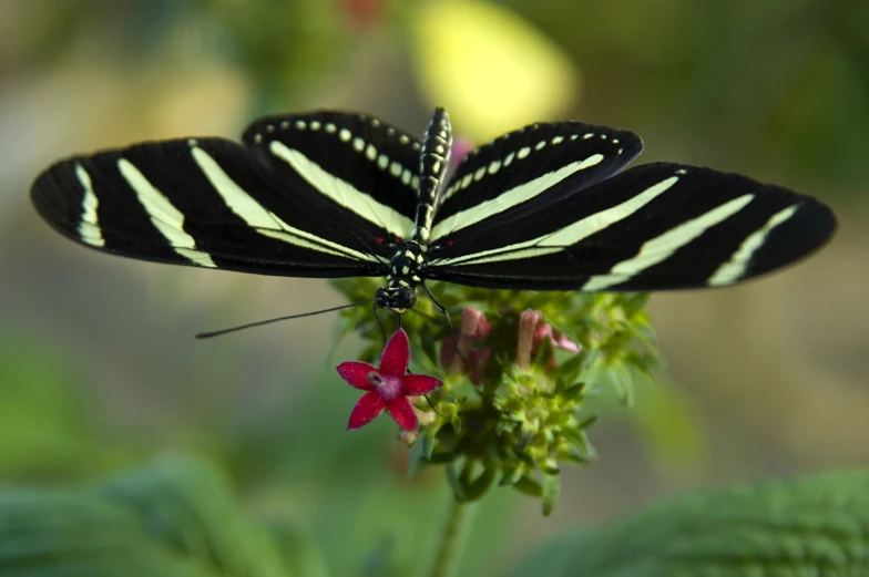 there are two erflies that are sitting on a flower