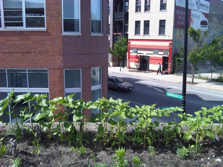 two cars parked outside of a building with a plant growing on the street