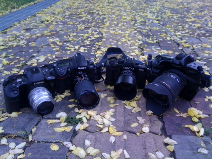 the camera is sitting on a pile of leaves