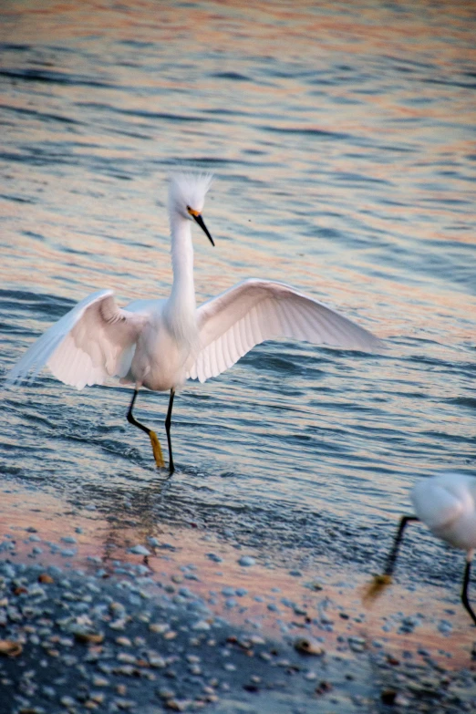 two white seagulls and one is standing in shallow water