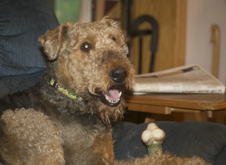 a dog sitting in front of a pillow on the floor