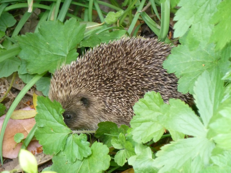 an adorable hedgehog curled up amongst the green foliage