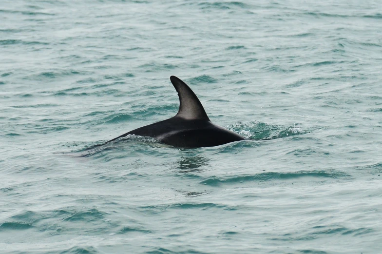 an adult dolphin with its fin in the water