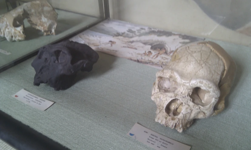 two animal skulls on display on a wall