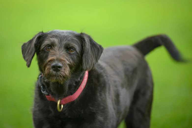 a black dog standing in grass with a red collar