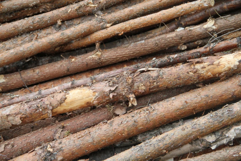 closeup view of several bunches of wooden logs