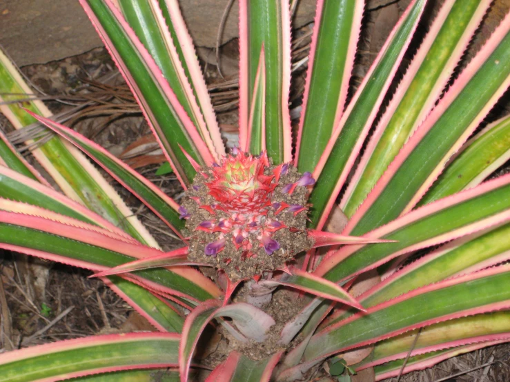 the small plant is red and green in color