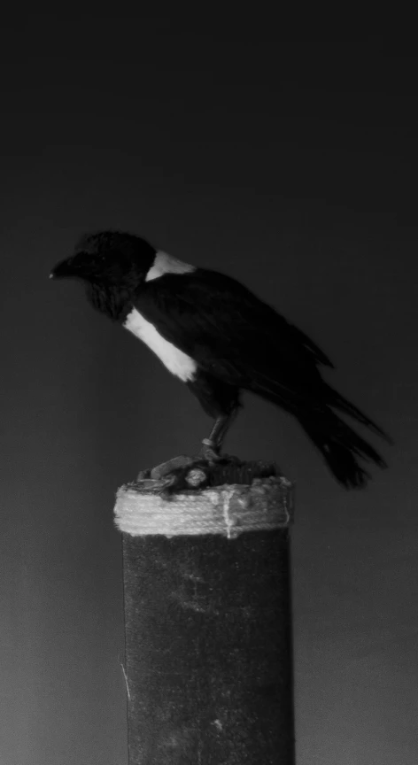 a black and white bird sitting on top of a pillar