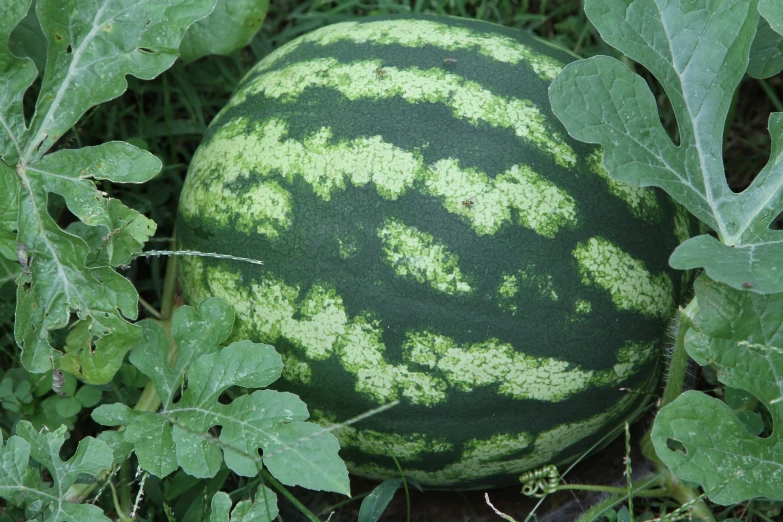 a large watermelon is standing in some plants