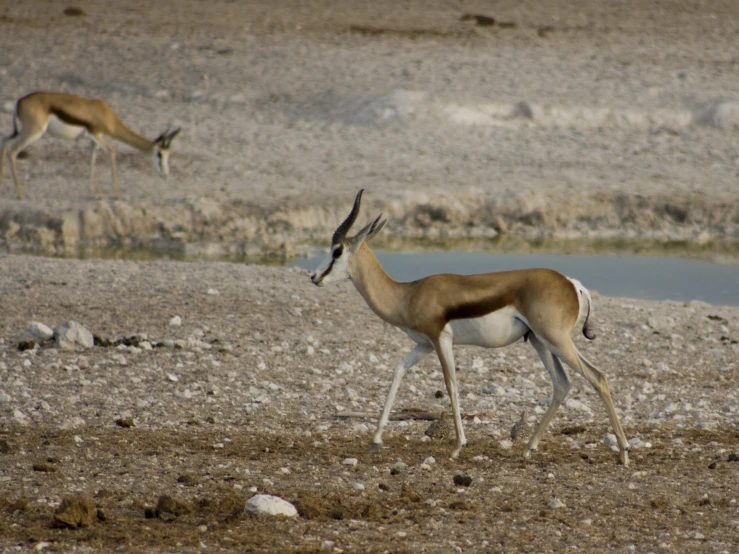 two gazelles standing around an antelope watering hole