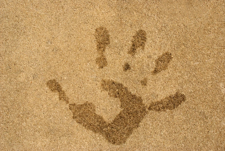 the imprint of an animal is on the sand