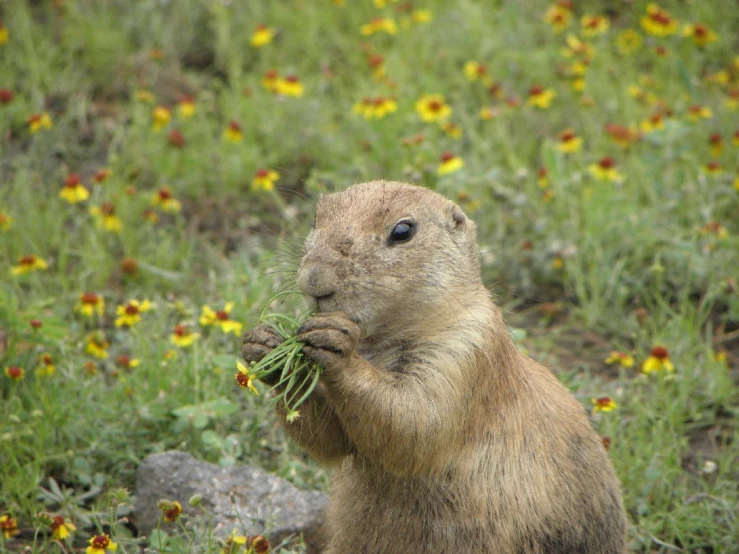 a groundhog is eating a piece of grass