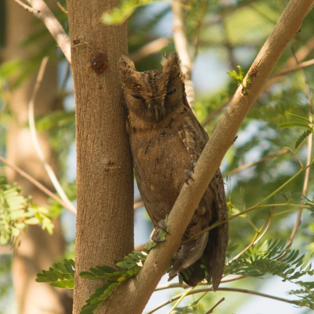 an owl is sitting on a tree nch