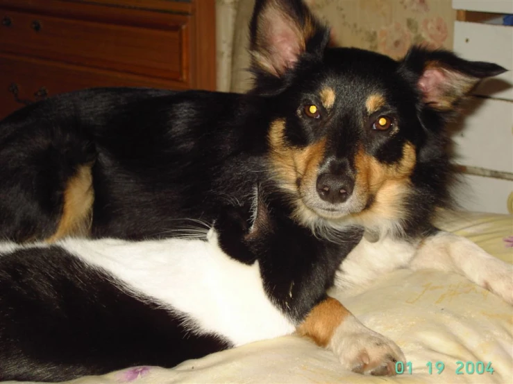 a dog laying down on top of a bed