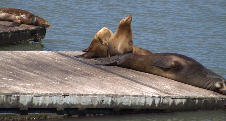 an elephant is sleeping on the dock by the ocean