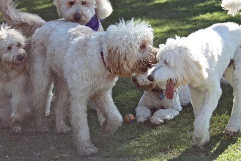 group of white poodles playing on grassy area