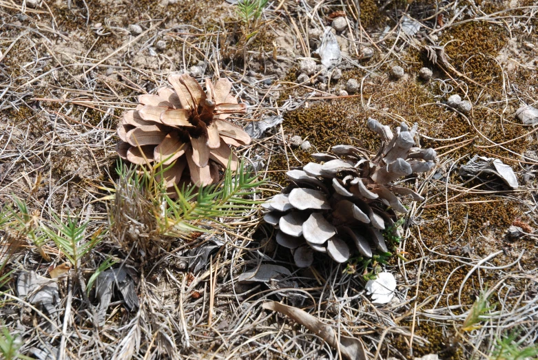 a small pine cone lying on the ground