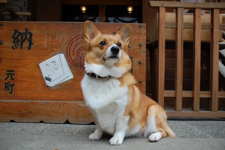 a corgi dog sitting next to an old wooden chest