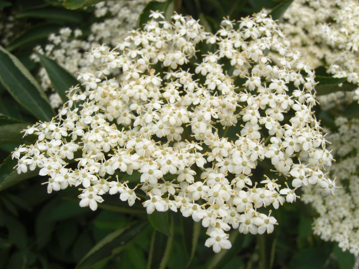 a bush of flowers blooming very small with buds