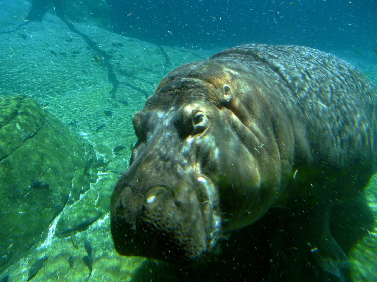 the head of an animal floating in water