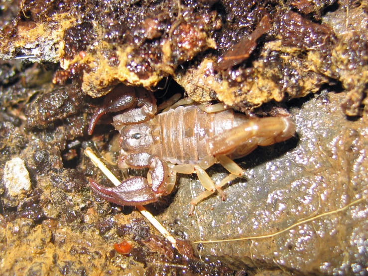 a cockfly crawling on the rock and on it's way to lay eggs