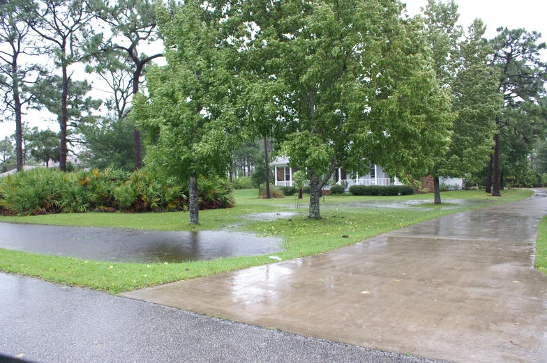 trees and houses along a rain soaked street