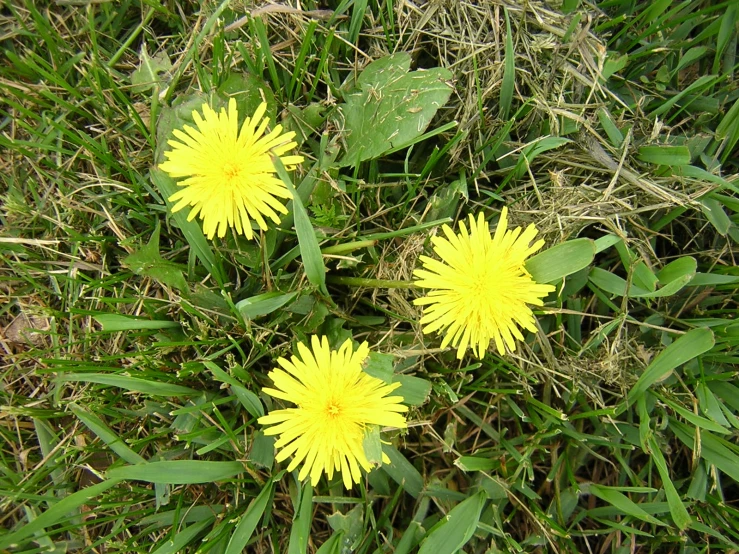 yellow flowers in grass and weeds with green stems