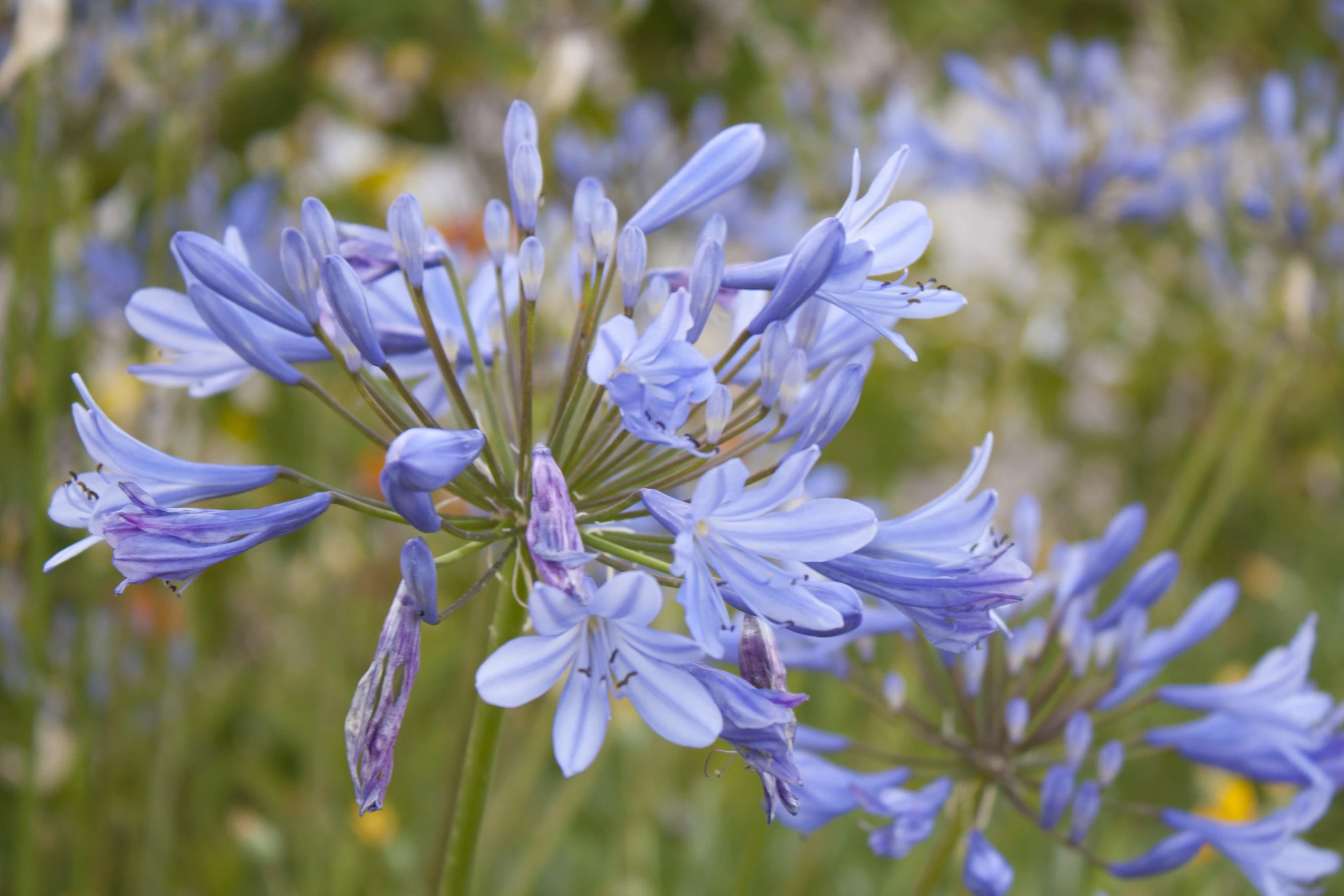 blue wildflowers grow out of the tall grass