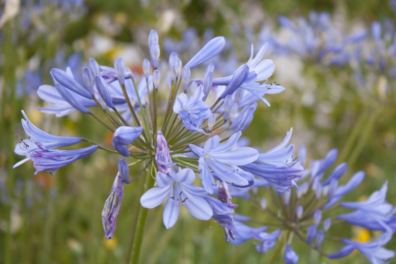 blue wildflowers grow out of the tall grass