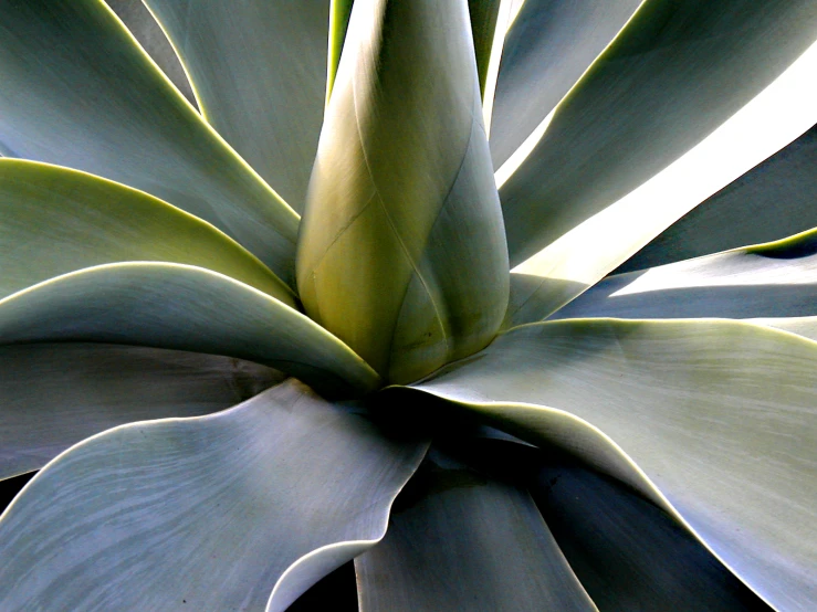 an up - close picture of a blue plant with leaves