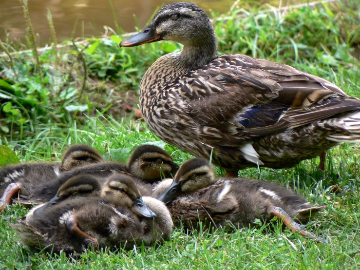 several ducklings are huddled in the grass near some water