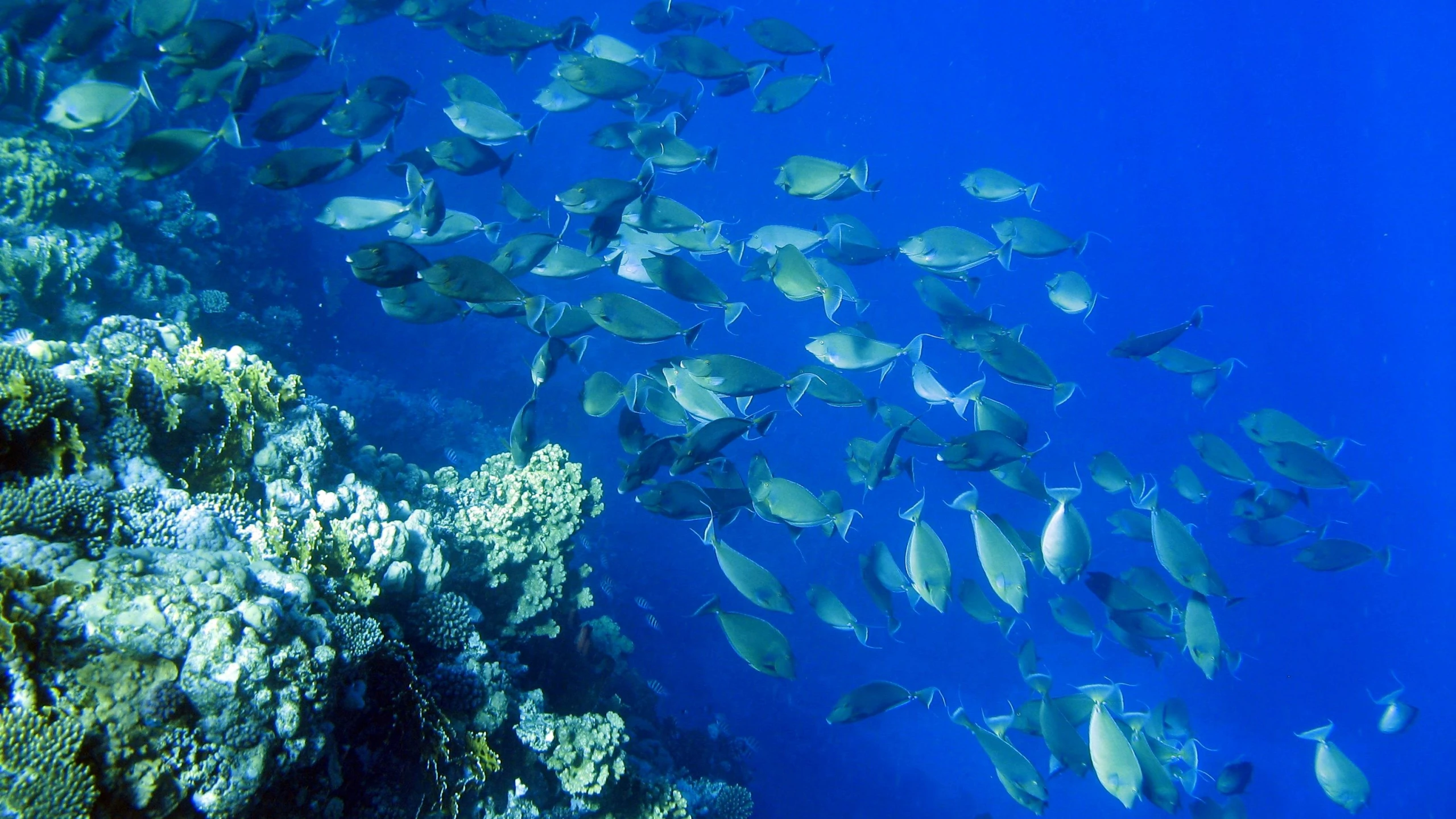 an underwater s of a flock of fish