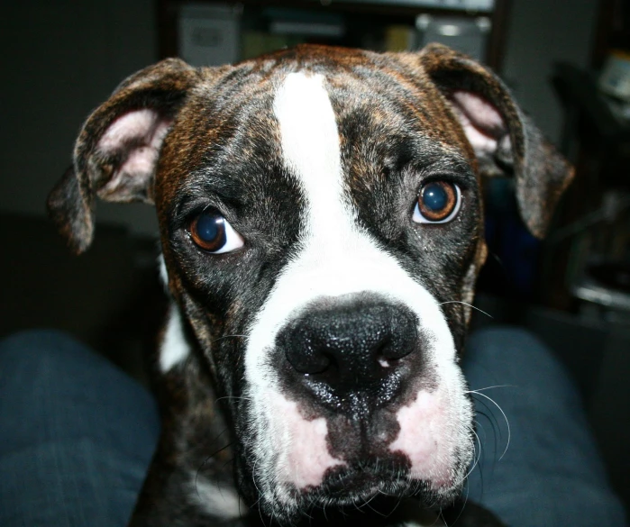 a dog with blue eyes is looking up