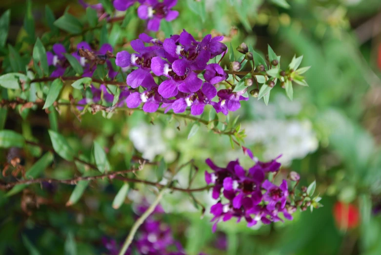 bright purple flowers stand out in a cluster