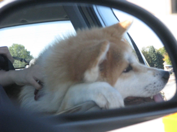a large brown dog laying its head up in a car