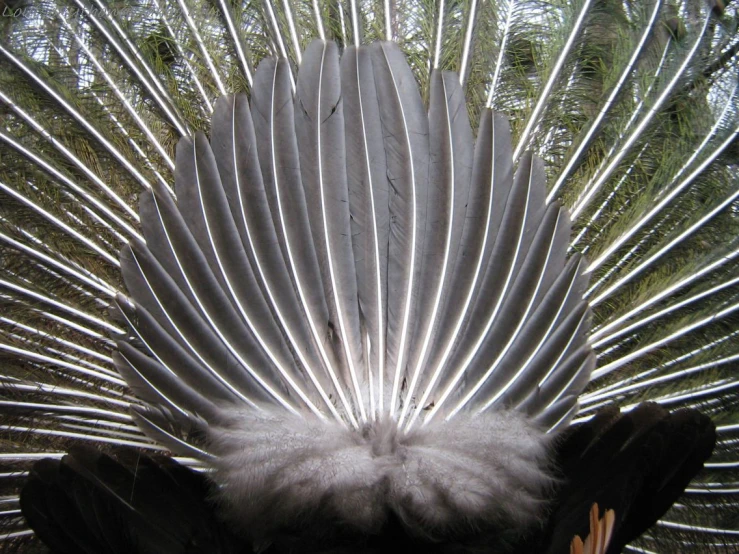 closeup of large feathers and bird - like object in the middle