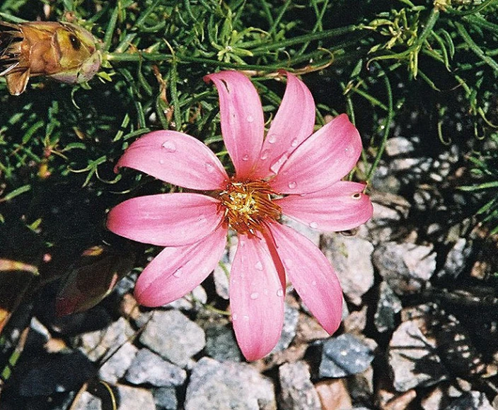 close up of a pink flower with water droplets on it