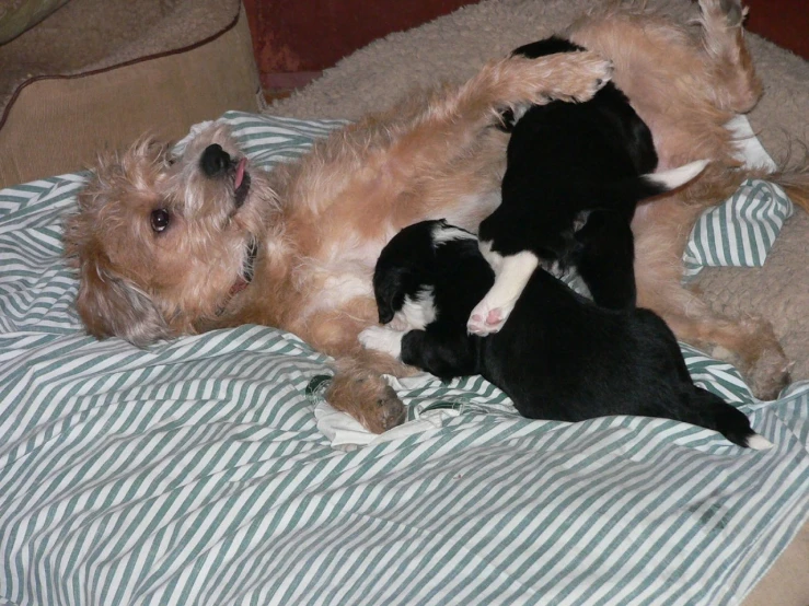 two puppy puppies are playing with their own kittens