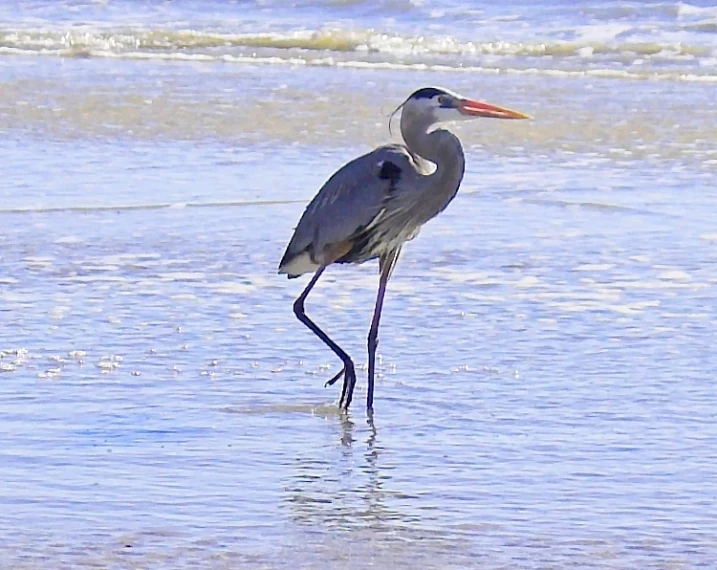 a bird with a long neck walking across a sandy beach