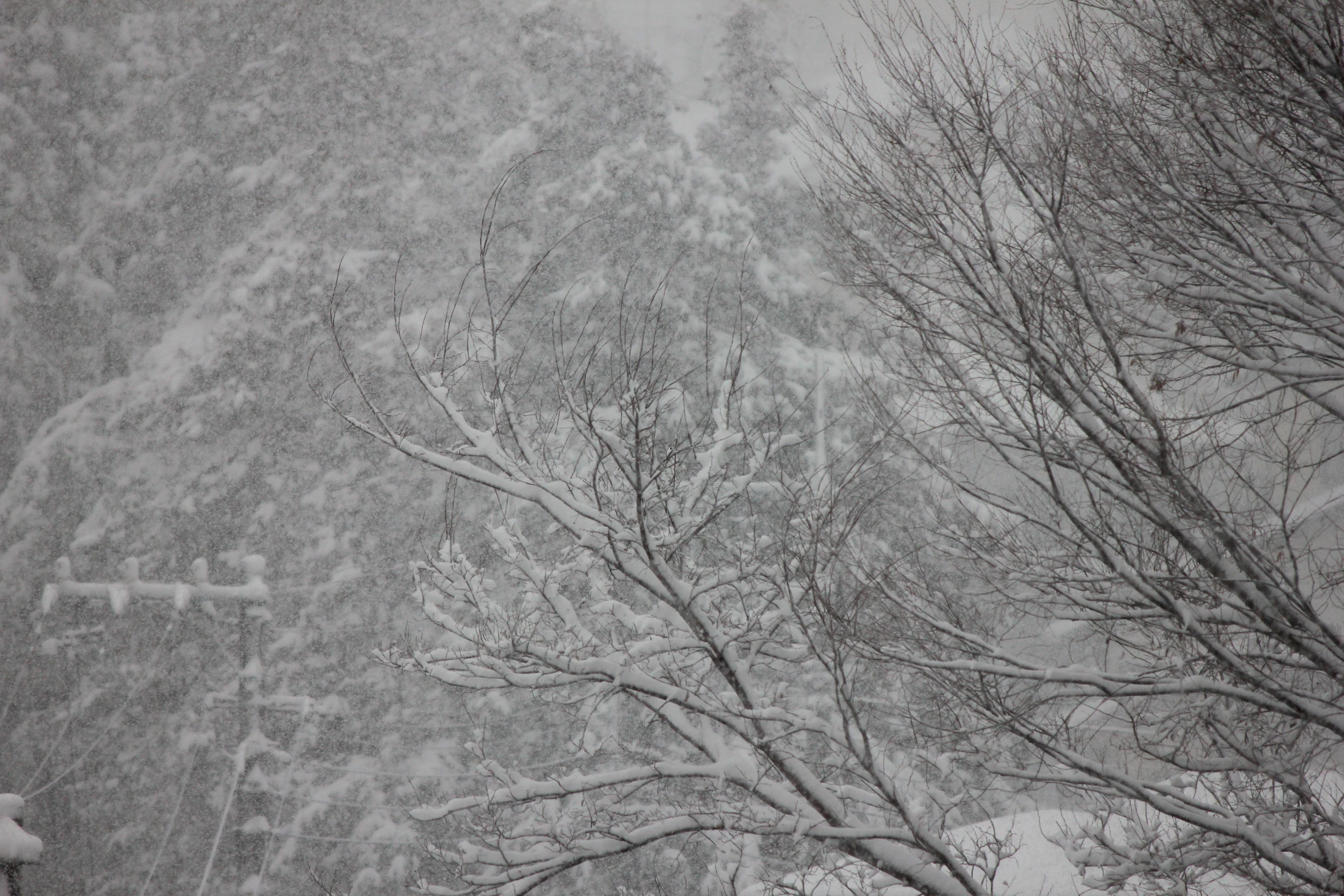 the snow is covering some trees and sky