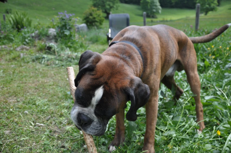 a large dog is carrying a stick in his mouth
