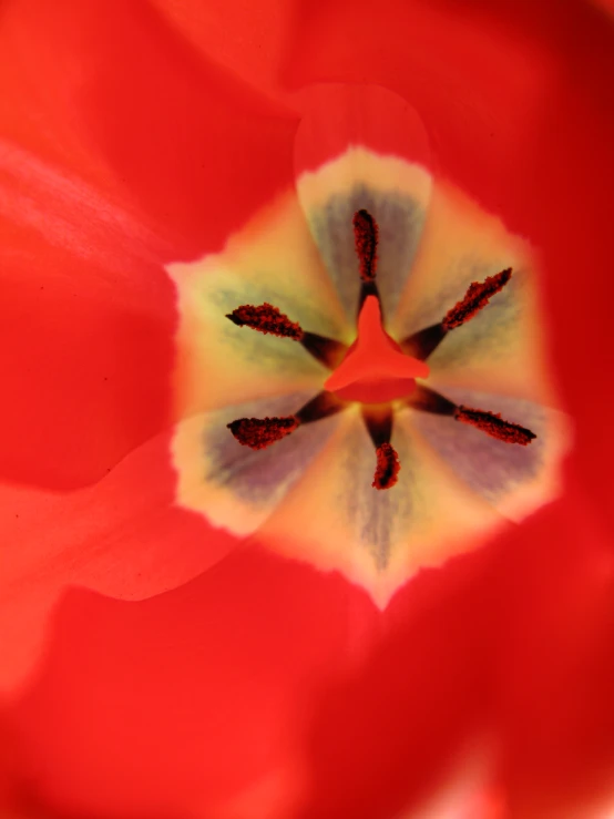 an image of a flower with red background