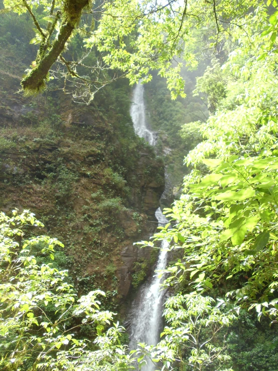 the falls are surrounded by lush green foliage
