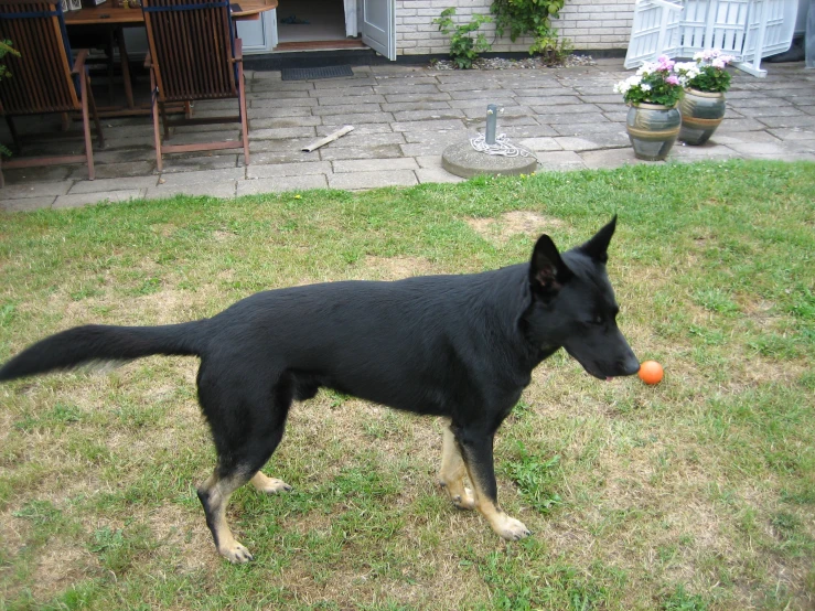 black and tan dog standing on grass next to a fence