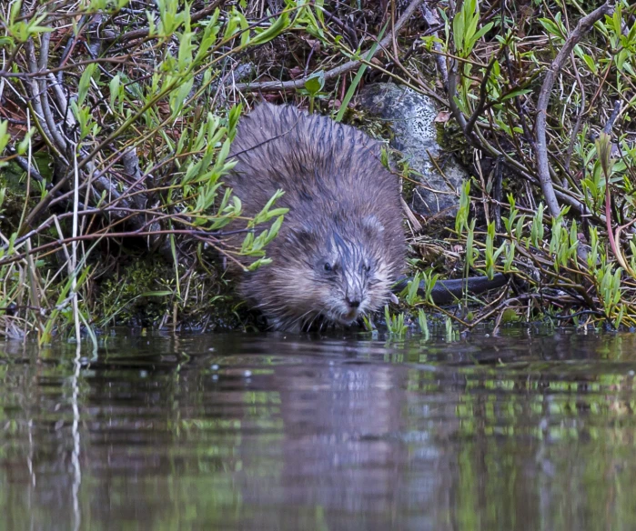 a beaver in a pond near some nches